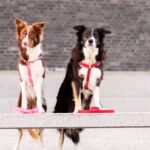 Best Leash for Border Collies in 2025