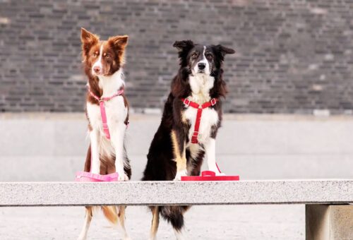 Best Leash for Border Collies in 2025