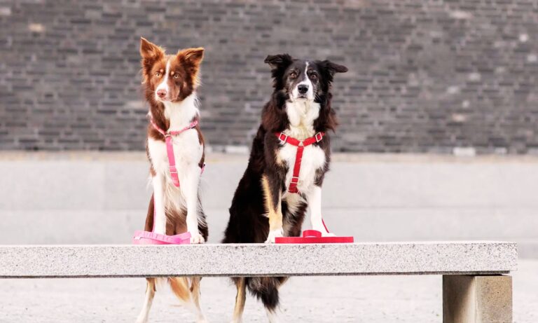 Best Leash for Border Collies in 2025