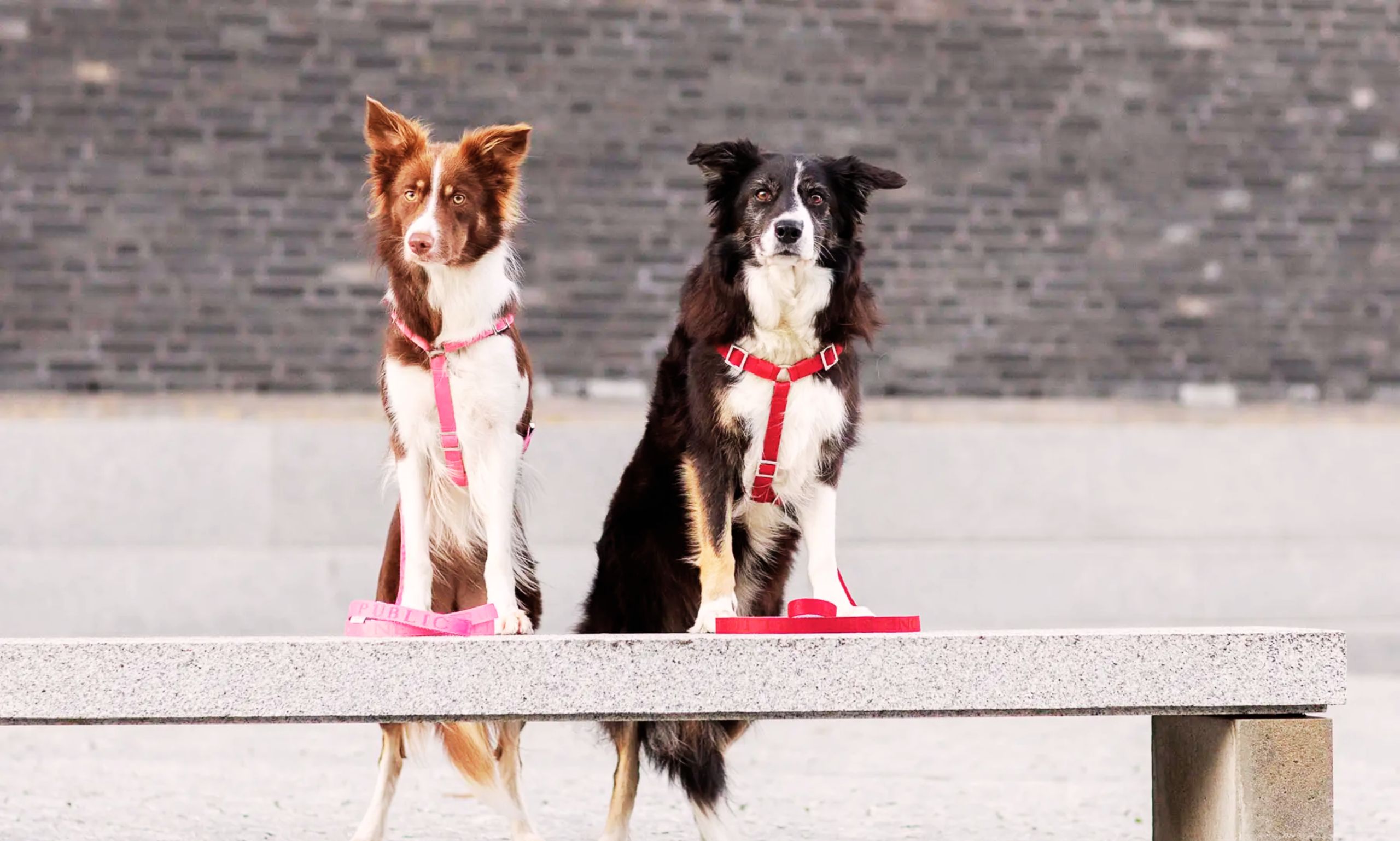 Best Leash for Border Collies in 2025