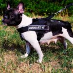 Best Leash for French Bulldogs