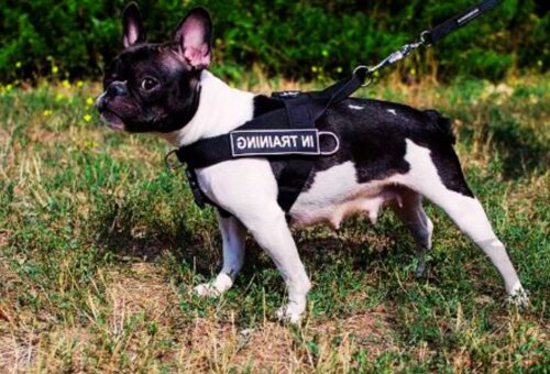 Best Leash for French Bulldogs