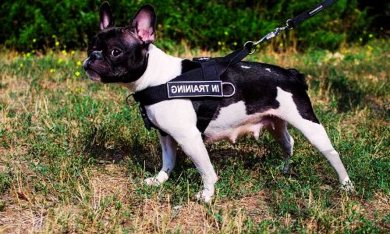 Best Leash for French Bulldogs