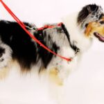 Best Leash for Poodles