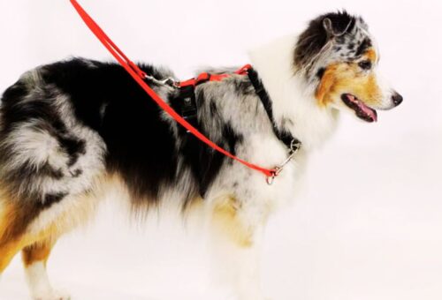 Best Leash for Poodles