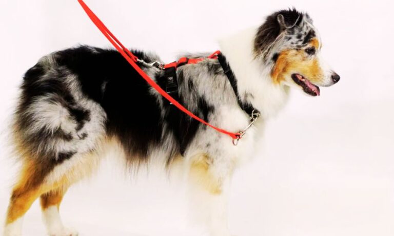 Best Leash for Poodles