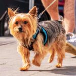 Best Leash for Yorkshire Terriers