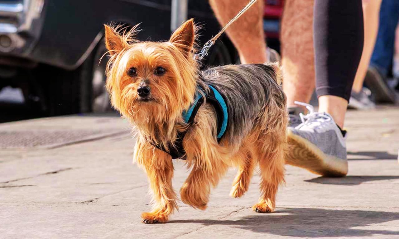 Best Leash for Yorkshire Terriers