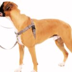 Best Leash for Boxers