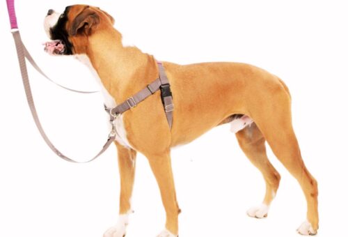 Best Leash for Boxers