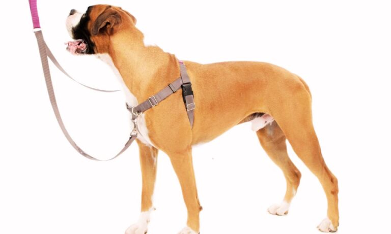 Best Leash for Boxers