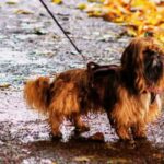 best leash for shih tzu