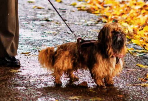 best leash for shih tzu