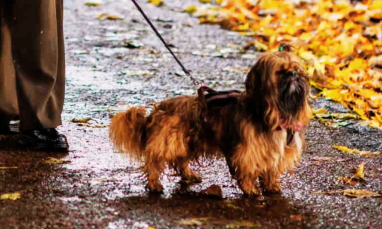 best leash for shih tzu